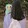 lemon_0
