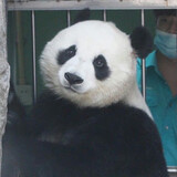 liangxuanzi