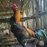 Manok Pinoy