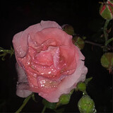 bili_21961945