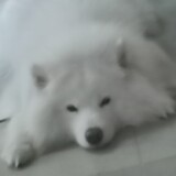 mou____dezhuren