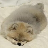 langwangwangwangwang