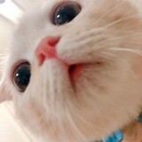 xunmengbiaowuhen