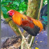 Ambet Cuba