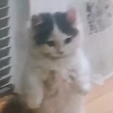 libilibixiao___