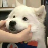 taoyaoaurora