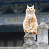 tingfengch______yuan