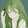 greenhstic