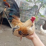cdsmbackyard