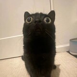 momingqimiaodertusi