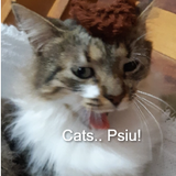 Cats Psiu!