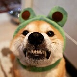 shisangezhoufu