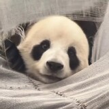 zhengdanliyoushenme
