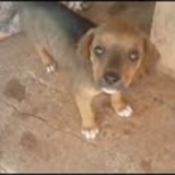 mikethedog