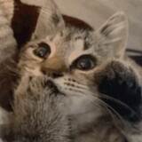 bumiaoの___