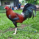 Santa Maria Gamefowl