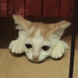 chengleyue