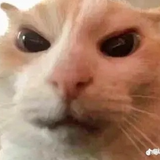 Angry_Cat_2
