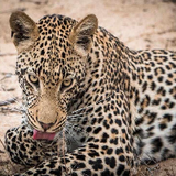 Safaris in Tanzania
