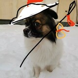 luogeganmaqu