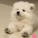 daiaxiaoxiao