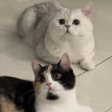 jiuwolia___