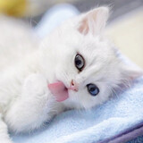 huangyoushizhi___
