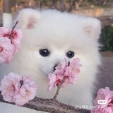 biu-yook