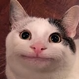 catmemesshorts
