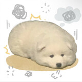 sibelius_
