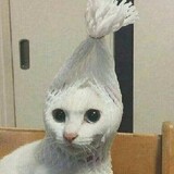 wangzaixiaomi___iner