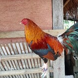 Z-Islandergamefowl