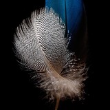 zhiyin___pinwei
