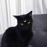 qialima