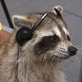 Un mapache opina