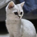 Soheil Rezaei