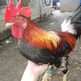vtr bantam bacyard
