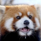 cleverpipi