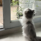 bili_han18
