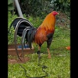 VMGPgamefarm