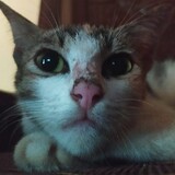 cat in the grave
