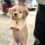 xiao___zahuodiancat