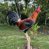 Kayamukat Gamefarm