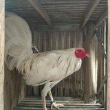 Christopher Oca_1453