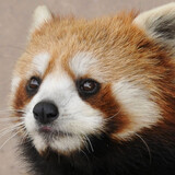 Wangpaixiaoxiongmaofeixingyuan