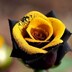Shohag Rana_0883