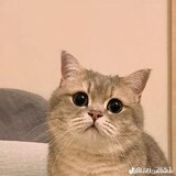 Amelia Amanda_4522