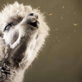 yangtuodangzhongjian