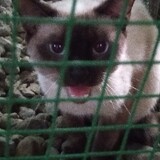 WhenSarahtheCatIsAngry