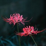 hanmeifei